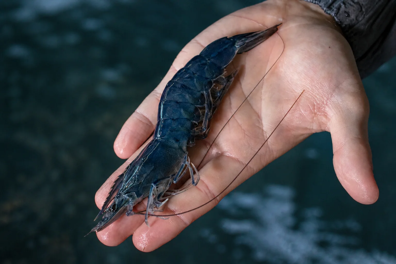 A live blue shrimp held above a PurBlu growing tank.